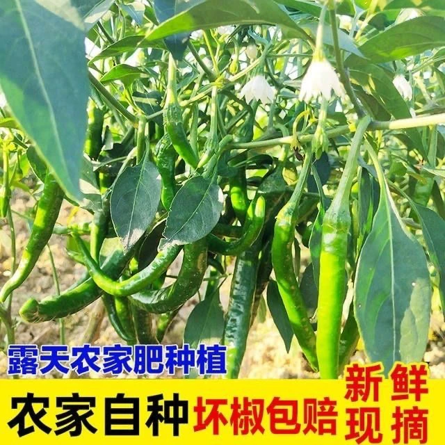 湖南新鲜现摘本地辣椒