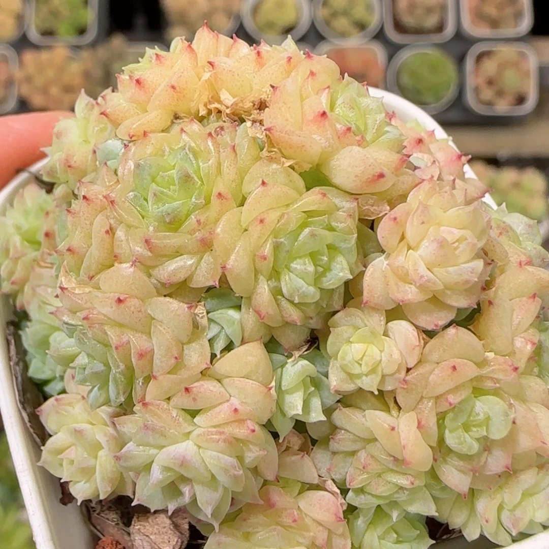 花语逸镜1024-270麦秆散