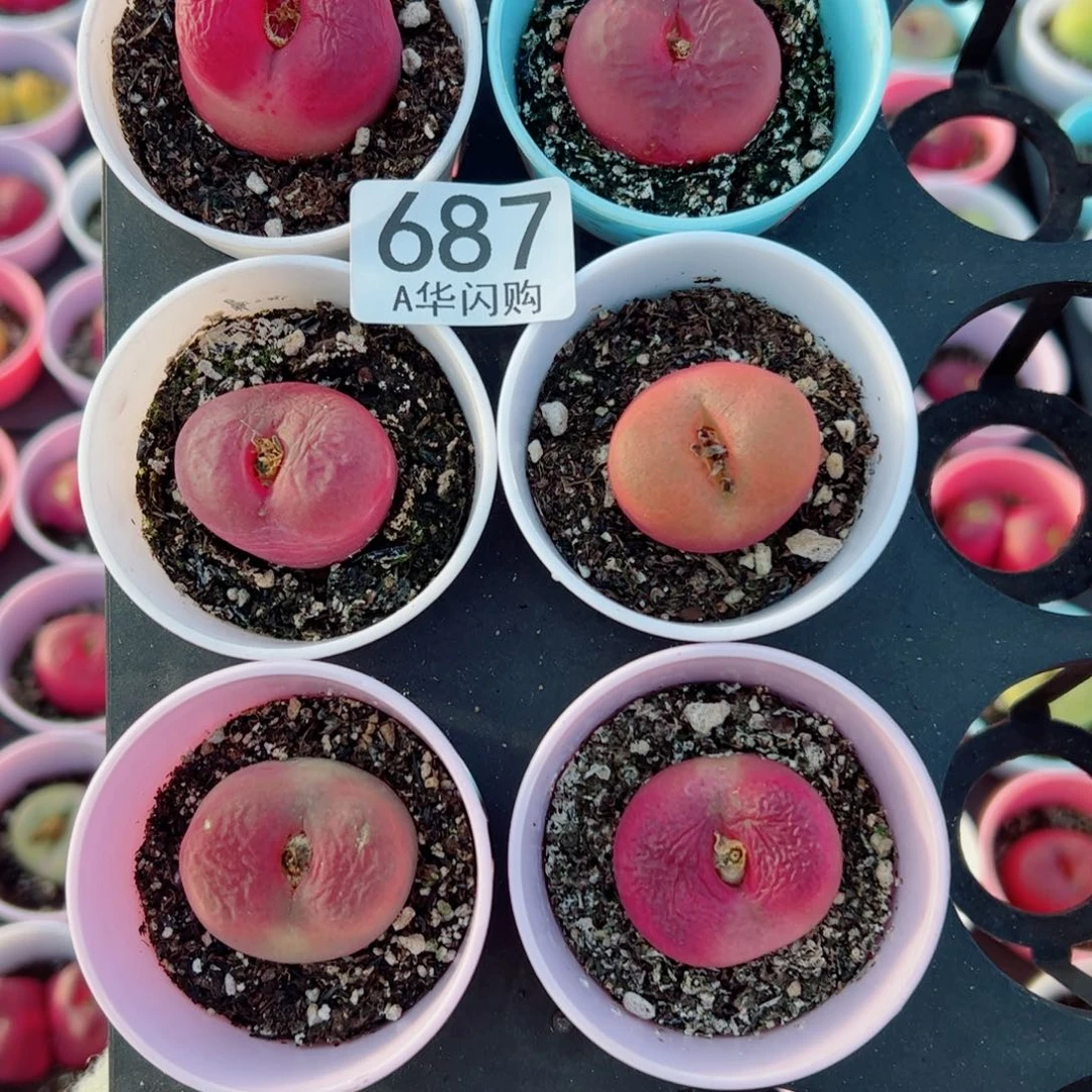 尹*.我很喜欢这个A687