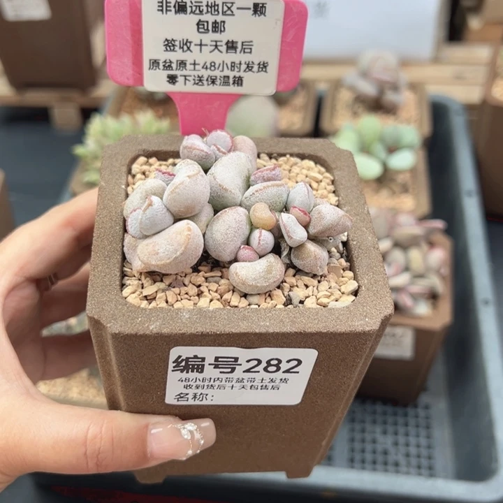 ?****浠282硬叶白蛋多肉植物