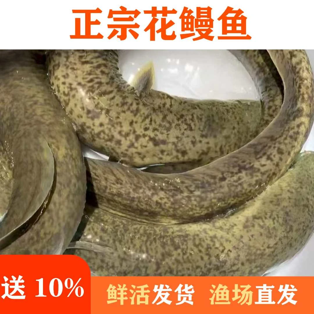正宗花鳗鱼 花锦鳗 花锦鳝 金丝花鳗鱼鲜活发货鱼塘养殖淡水鱼