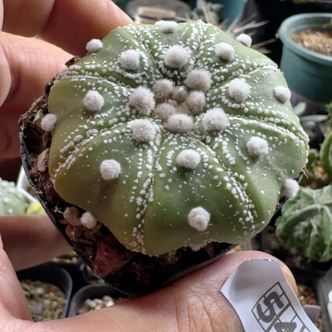 542海星大毛兜带盆发货