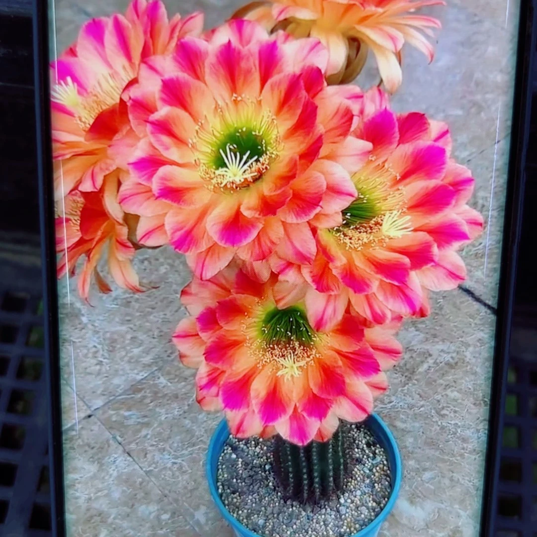 下16毛火焰魔术歪无根侧芽4公分左右20包邮