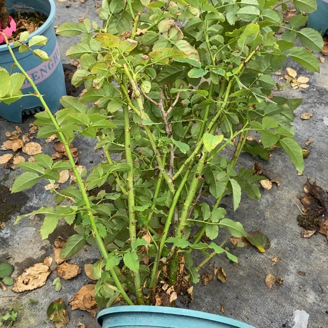 无花朵467玫瑰帝王花园城市土球