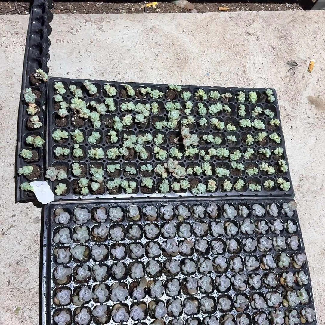 自己一物一拍专拍双头不保整