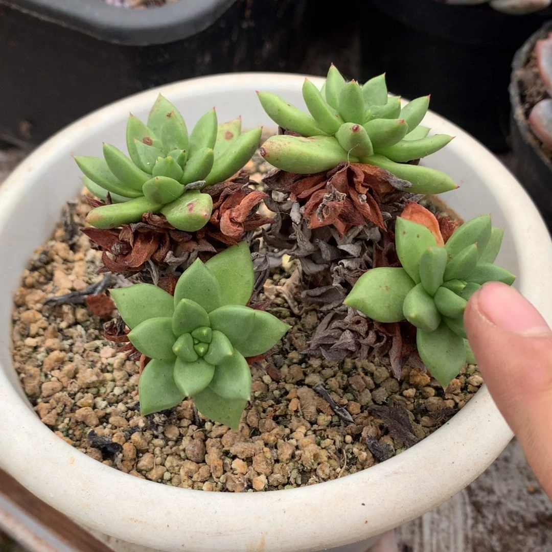 哈哈哈哈哈哈哈，哈哈哈