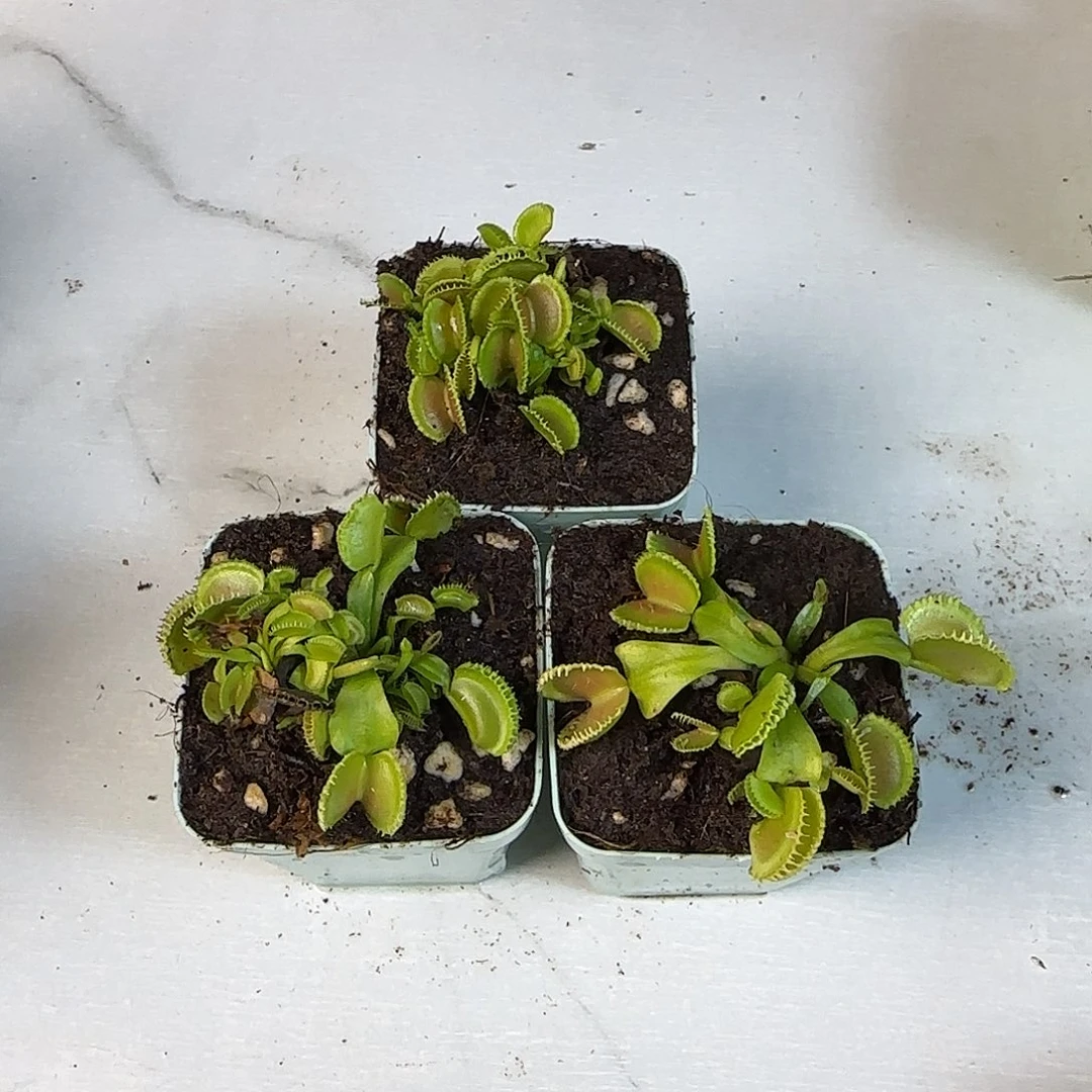 紫巫师捕蝇草随机发