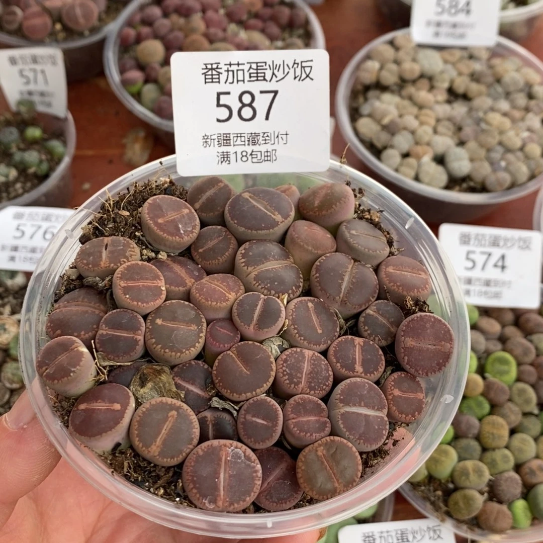 感谢您的支持，00587