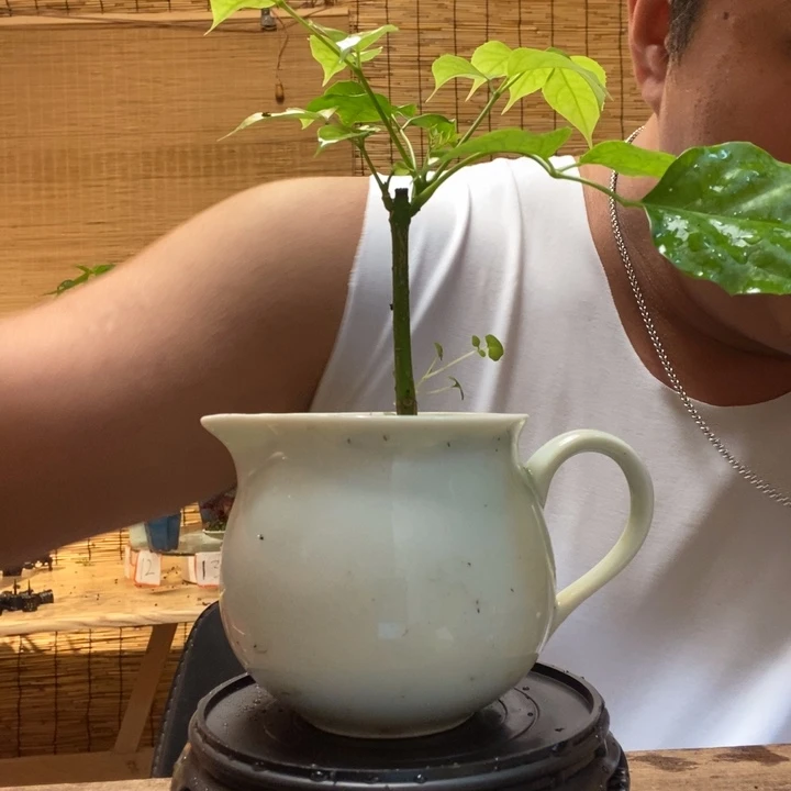 L***T一物一拍所见即所得112