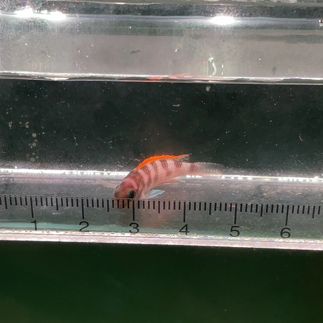 海水黄帆天堂鸟3公分