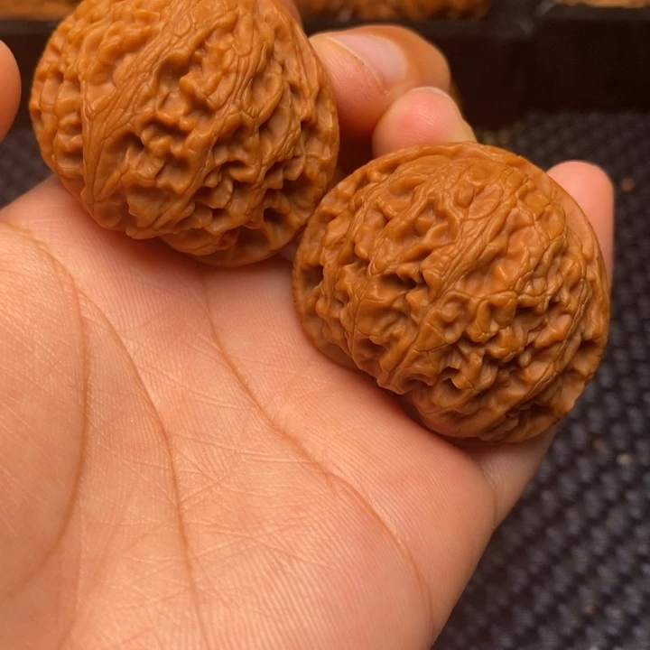 秦岭野生11111111111