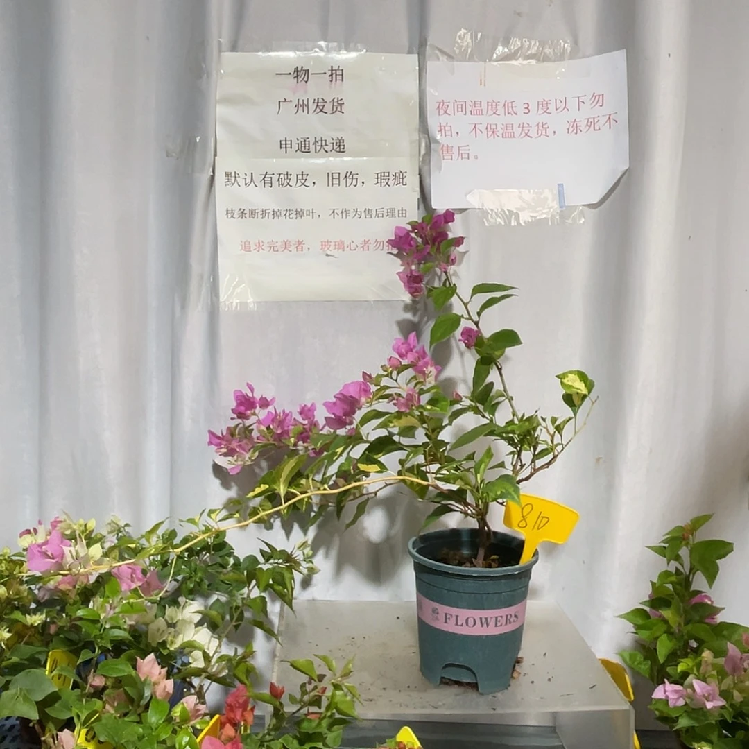 当前无花栽培后可以开花810金心双色细杆子