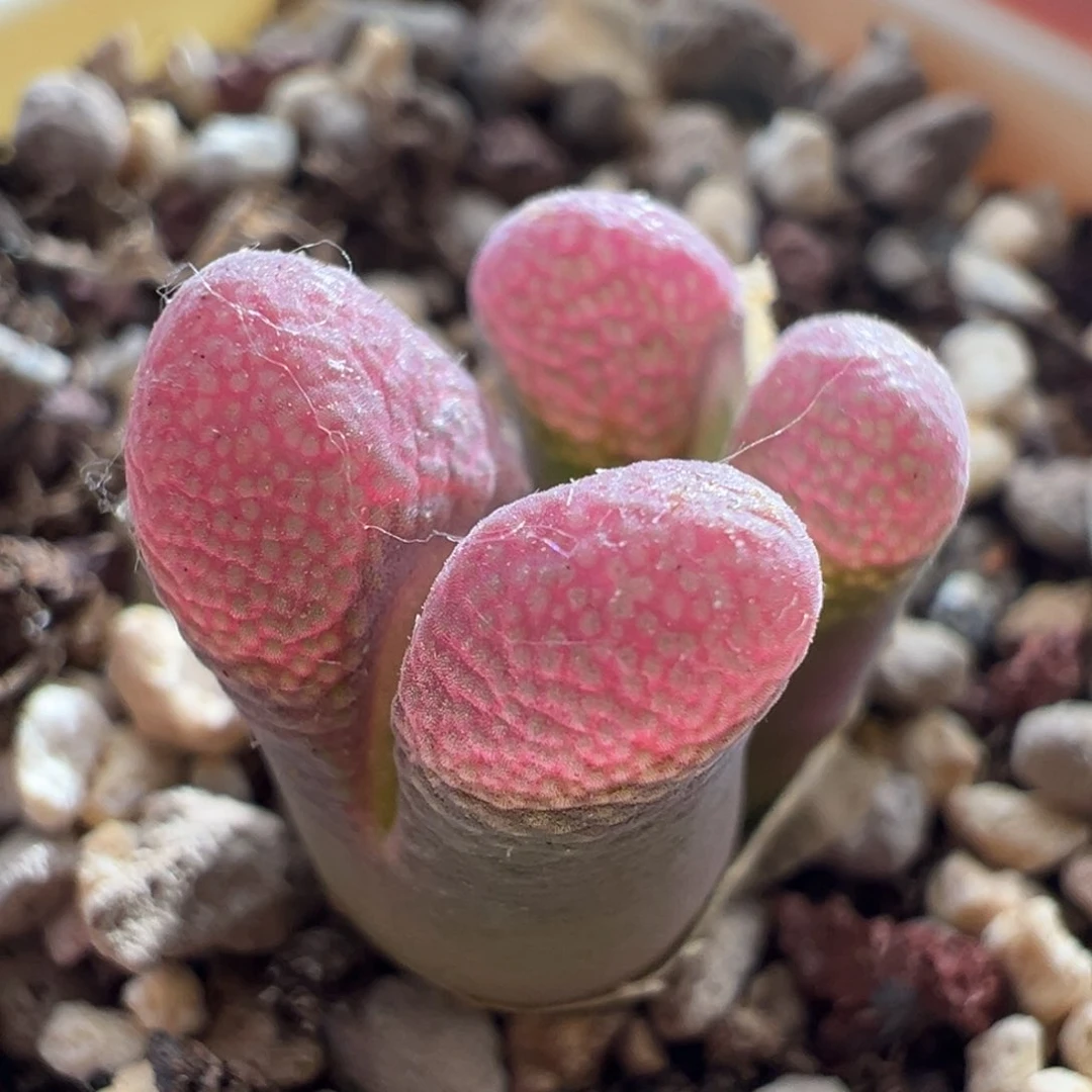 1443/优选青蛙4.5年pv1089鲑鱼粉 巨红。