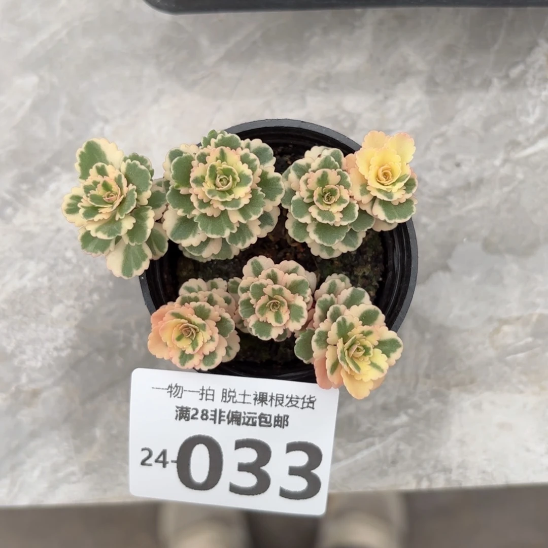 亚特兰蒂斯多肉多肉多肉