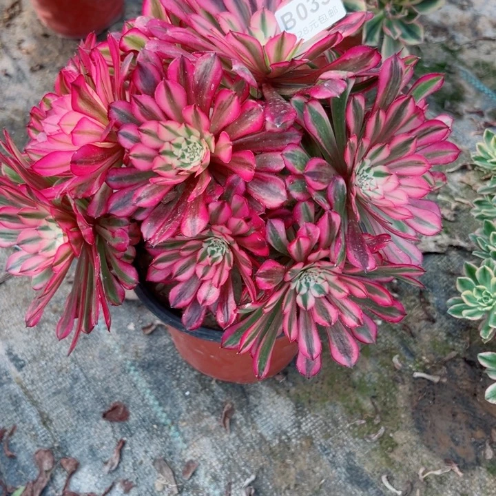 35铜鼓锦多肉植物