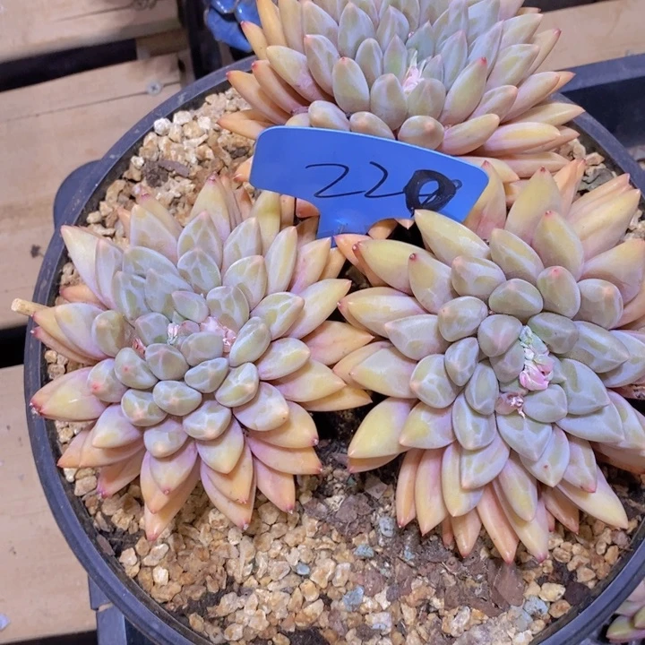 ?****在家里面吃饭的