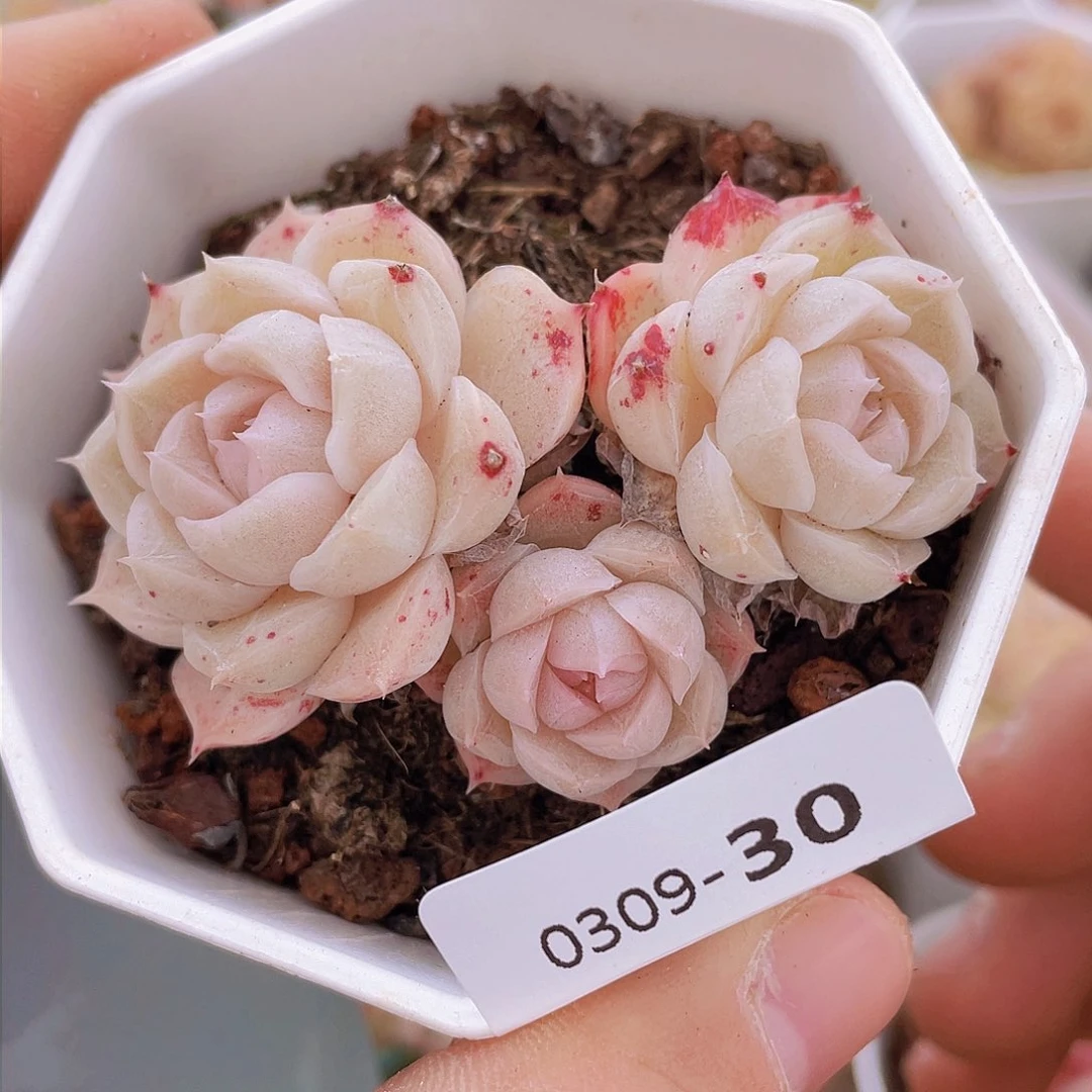 000000000000030一物一拍