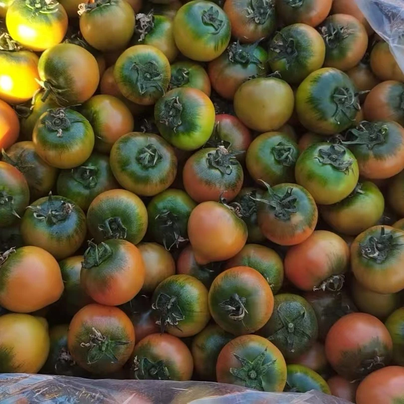 大连糖豆酸甜铁柿子3斤小果红柿番茄自然成熟新鲜