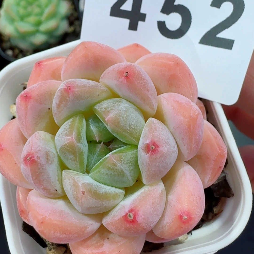 粉体            精美多肉植物