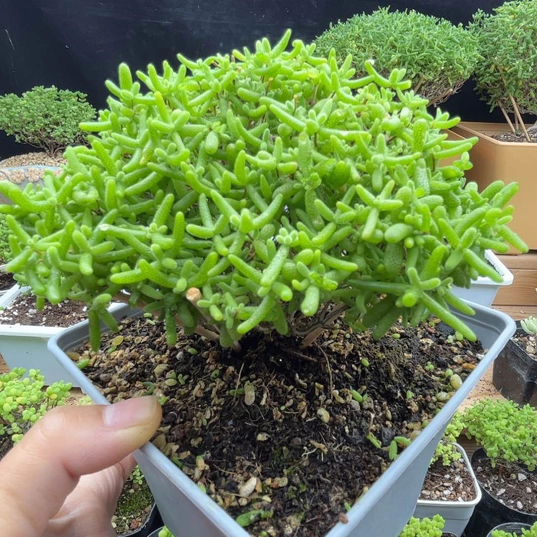 28蜜桔糖球优选枝干