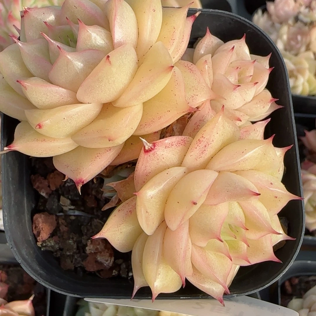 花语逸境0211-11散