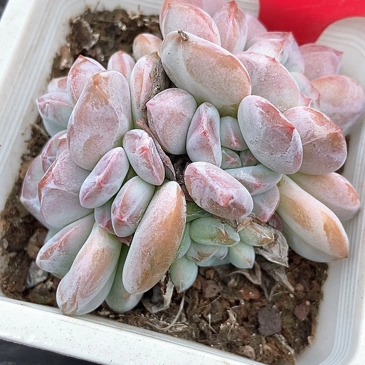 多肉植物石榴籽3066