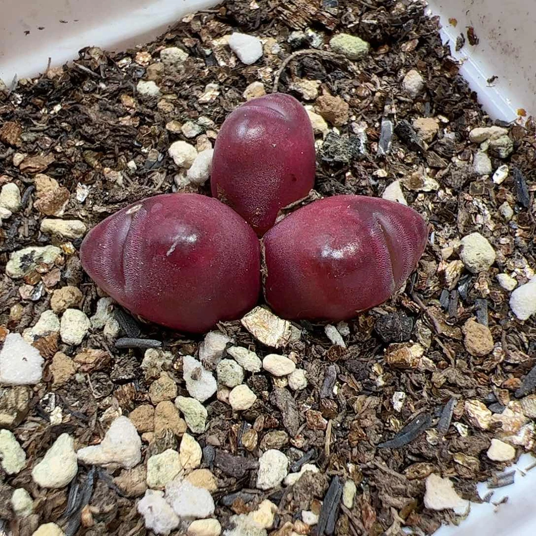 【闪购商品】321 变异