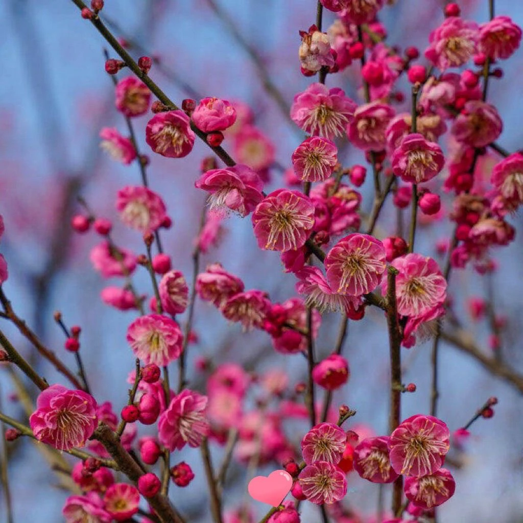 骨里红红梅地栽盆栽适合庭院浓香型一物一拍