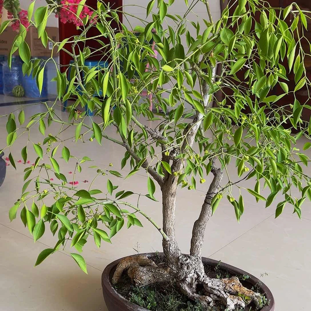 完全开放卫毛盆景盆栽植物