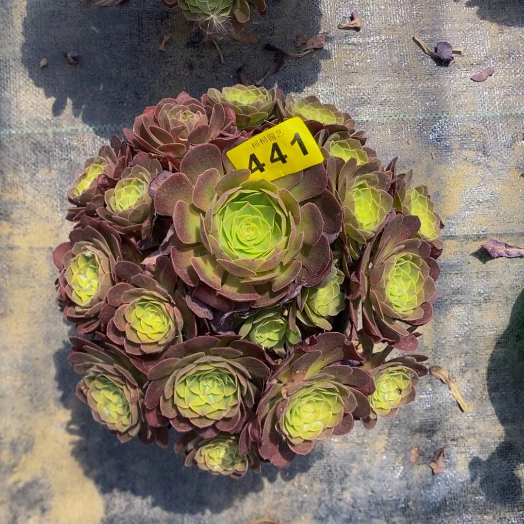 毛***格多肉雨荷4410000000寄养