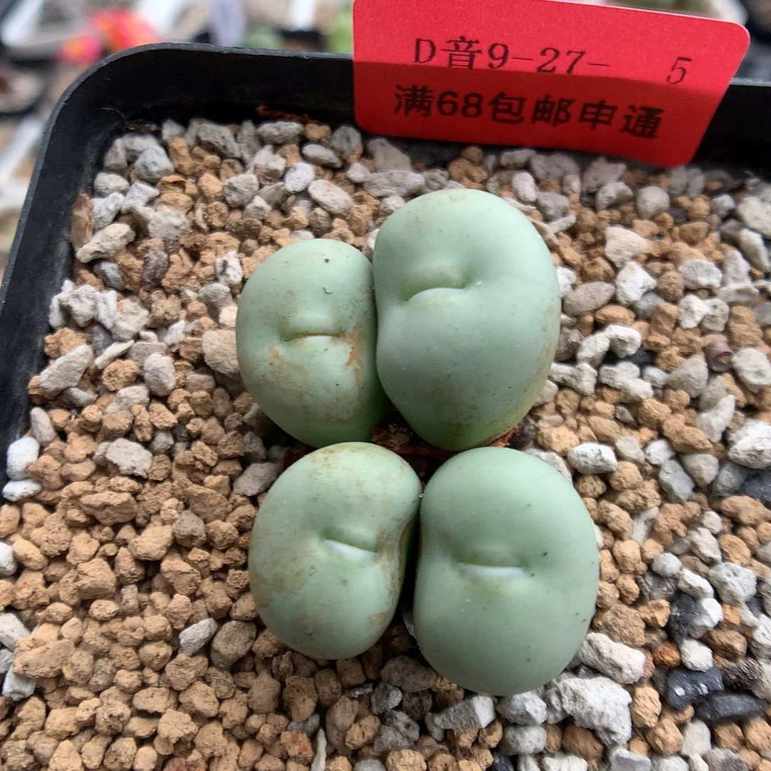 9-27-5 小红嘴一群