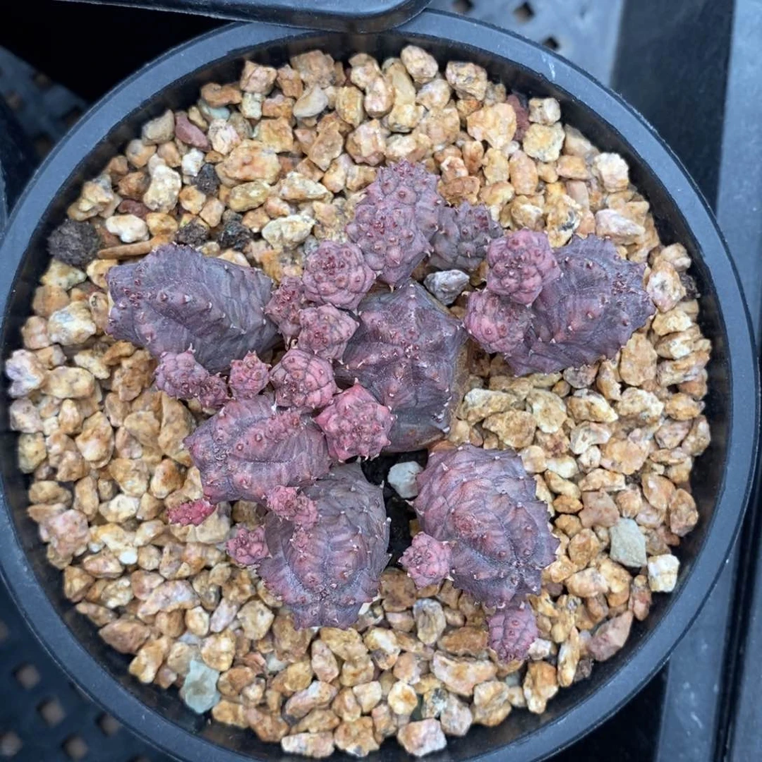 黑**，群生布纹球一物一拍