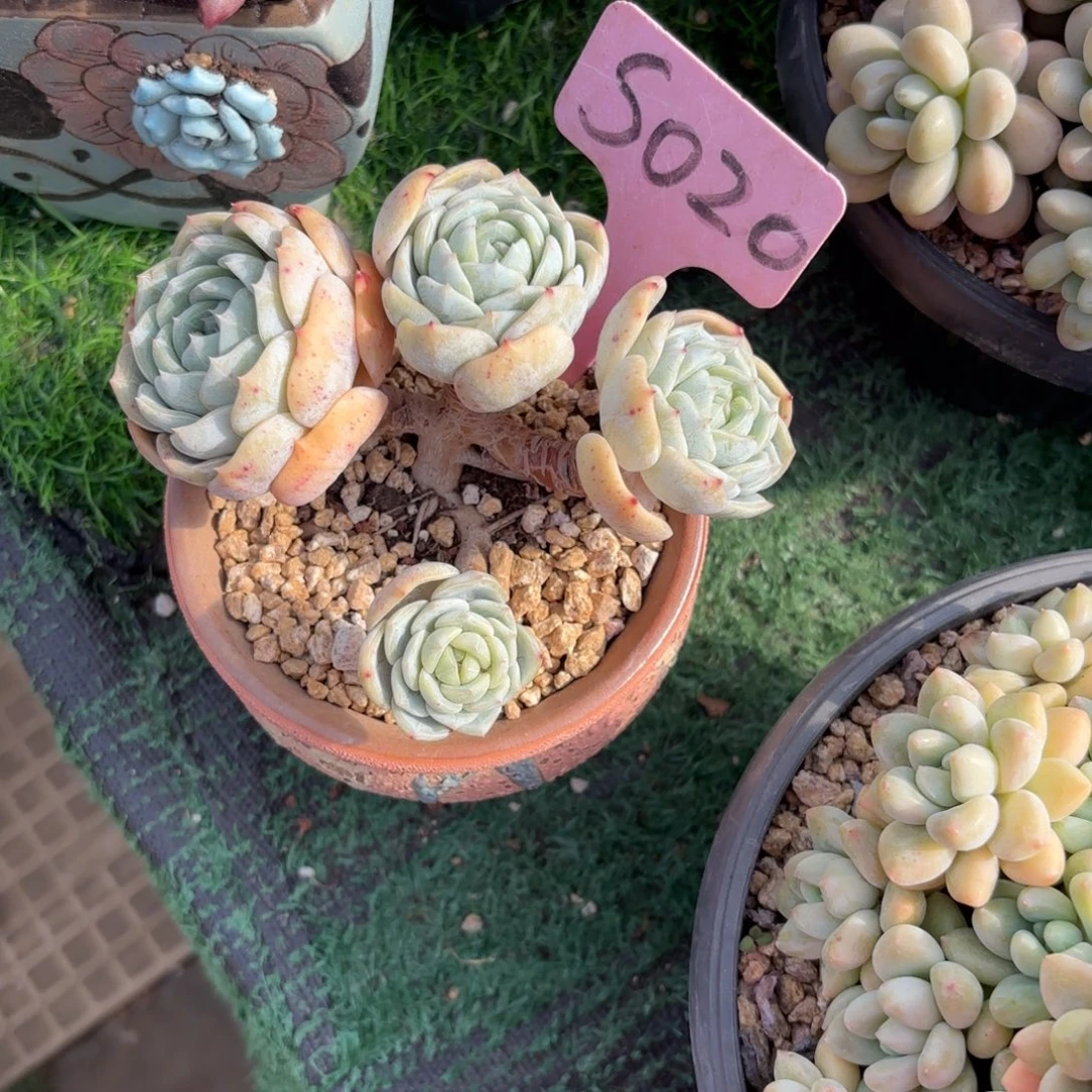 @****020fghjkkkkkkkkk多肉