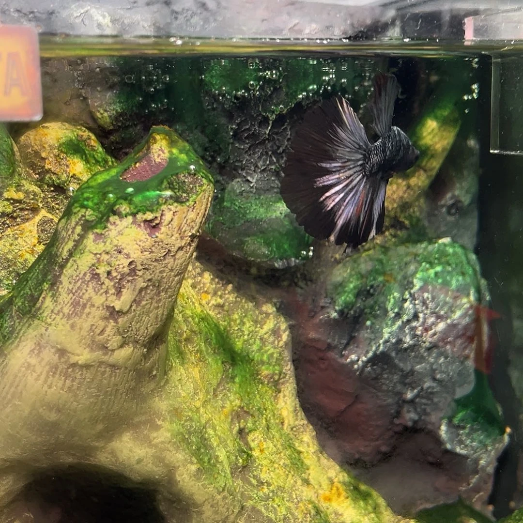 斗鱼11号暗黑半月公