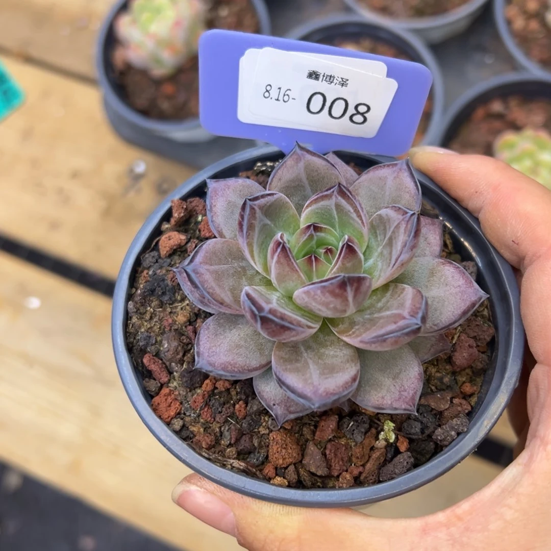 点*定向8.16-008 夜魔侠