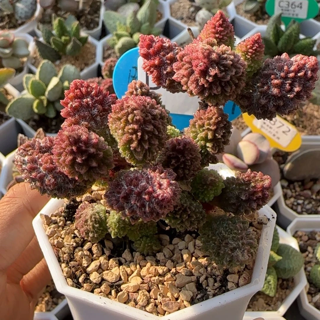 朱紫玉老树桩。  286。