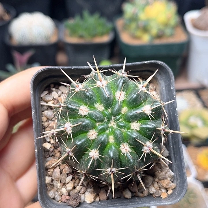 南国玉属狮子王5cm