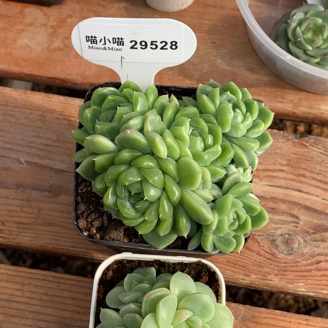 下***季多肉植物杂交珍妮