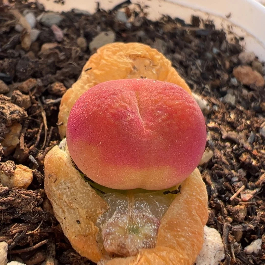 752多肉植物种类