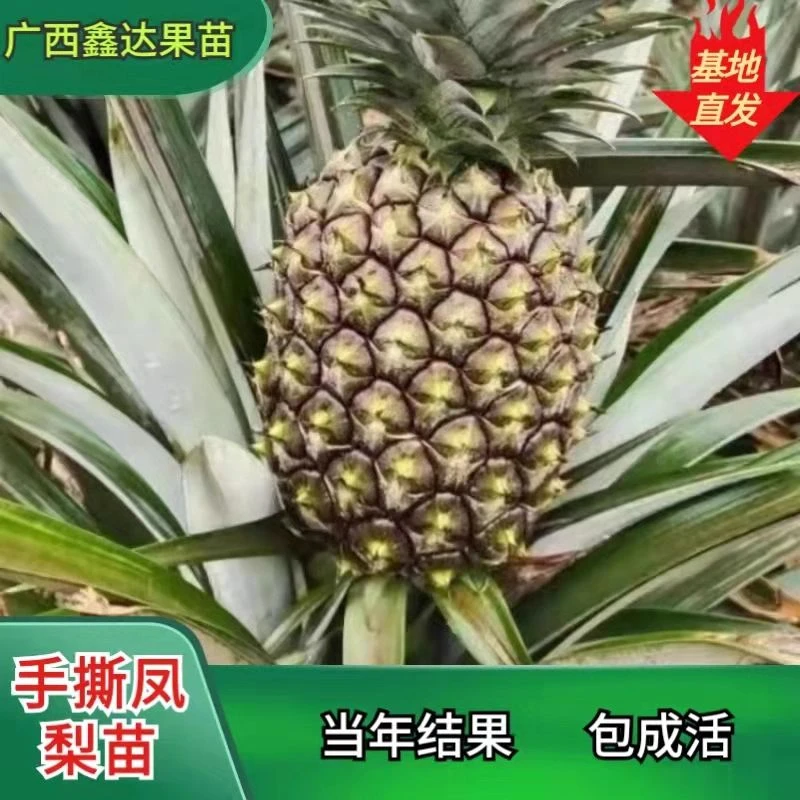 台湾金钻凤梨苗阳台庭院盆栽 地菠萝果树苗南方盆栽地栽带叶