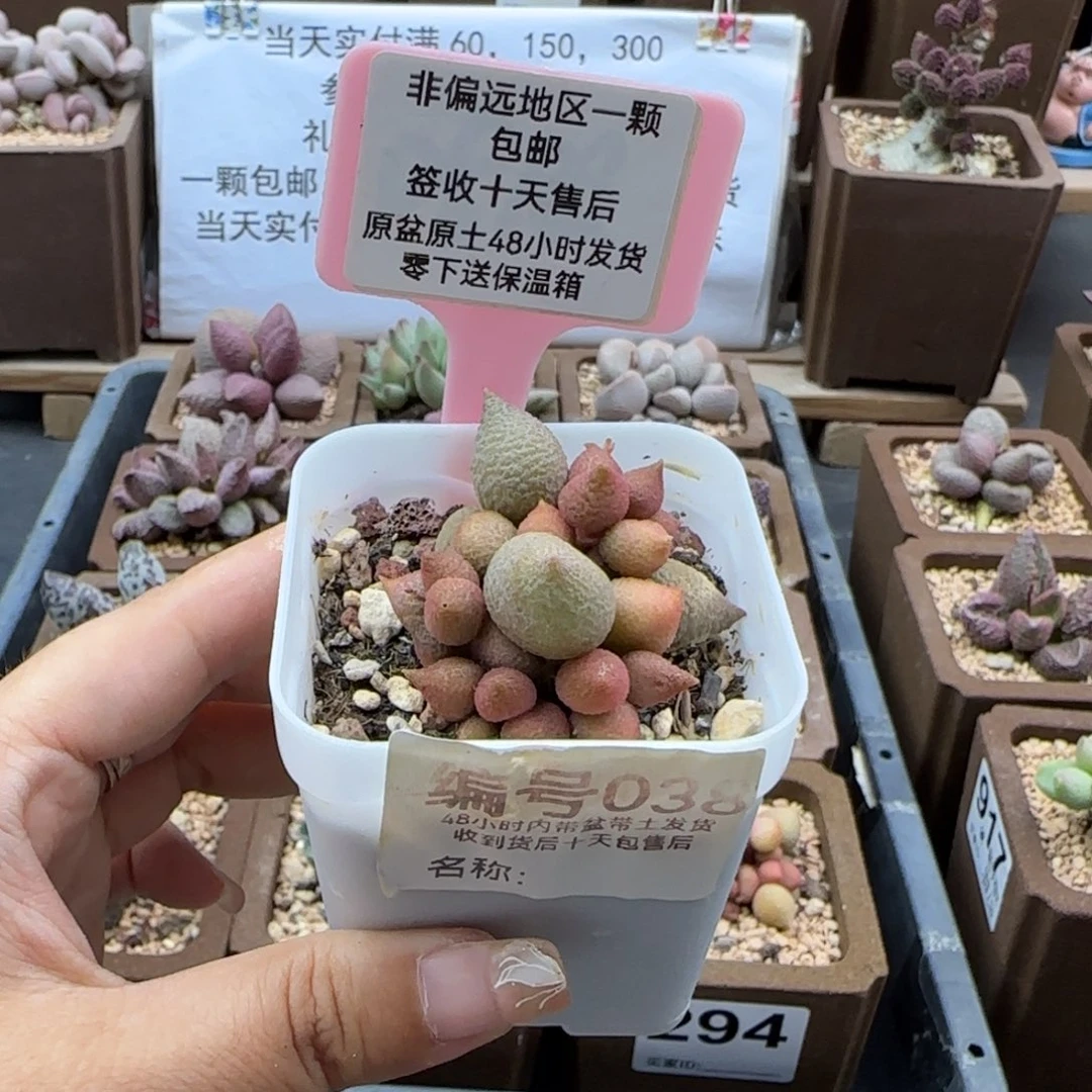 038小辣椒多肉植物