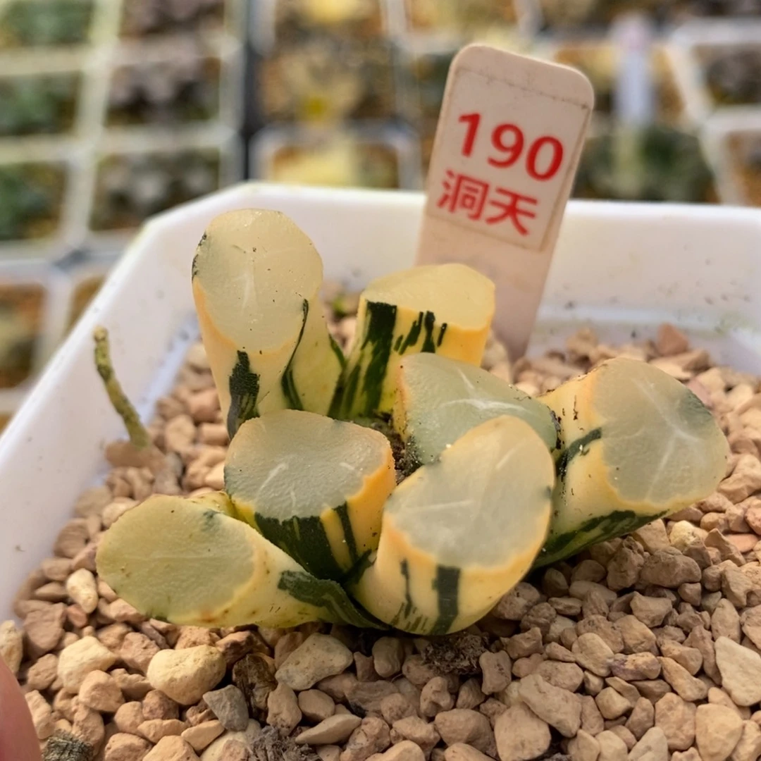 190山之翠万象锦一物一拍