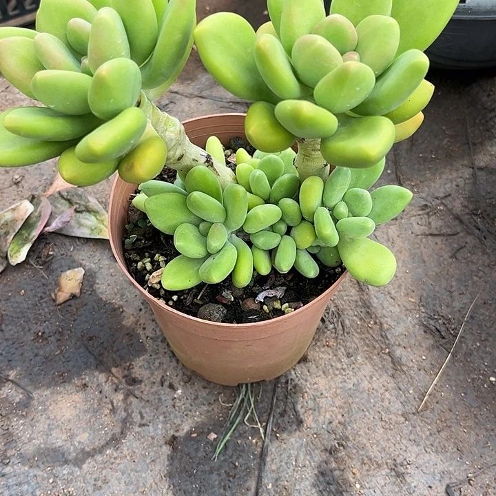 l***,芒果奶，一物一拍。