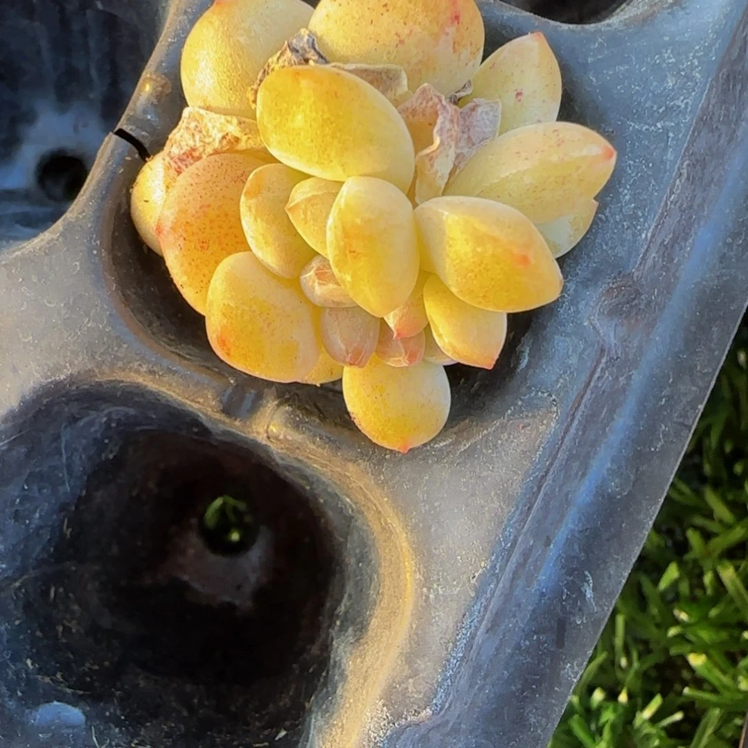 齐***琪琪琪的冰雨缀化特价不包散