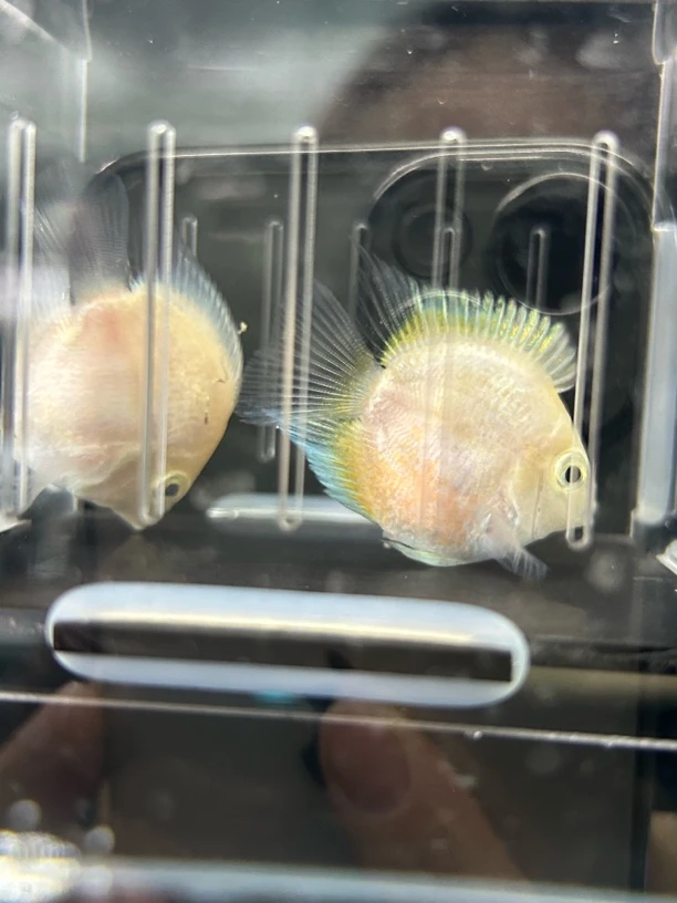 台系高背缩微迷你鹦鹉鱼