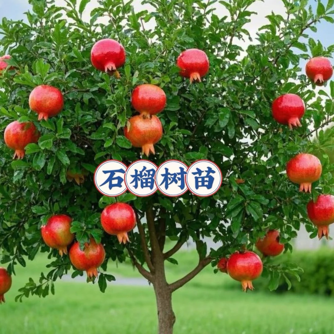 石榴树苗盆栽地栽南方北方种植修剪叶片发货