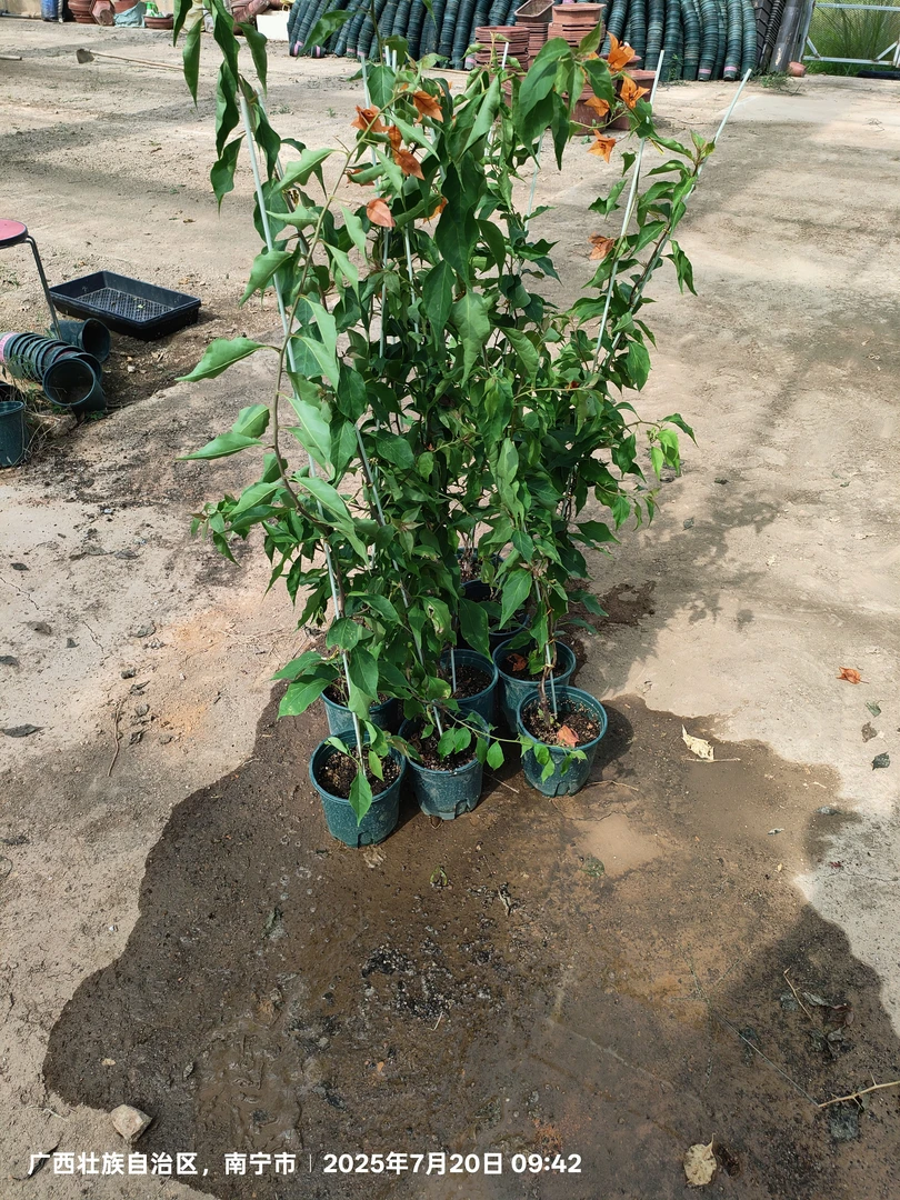 福利量拍，橙桑巴、原生高飘，原盆原工发货