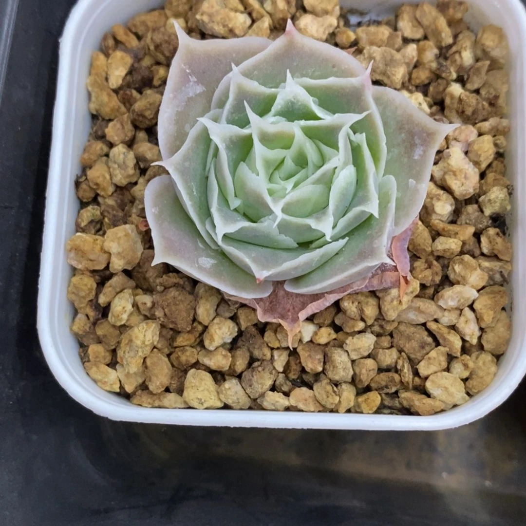 精品多肉一物一拍不包整21