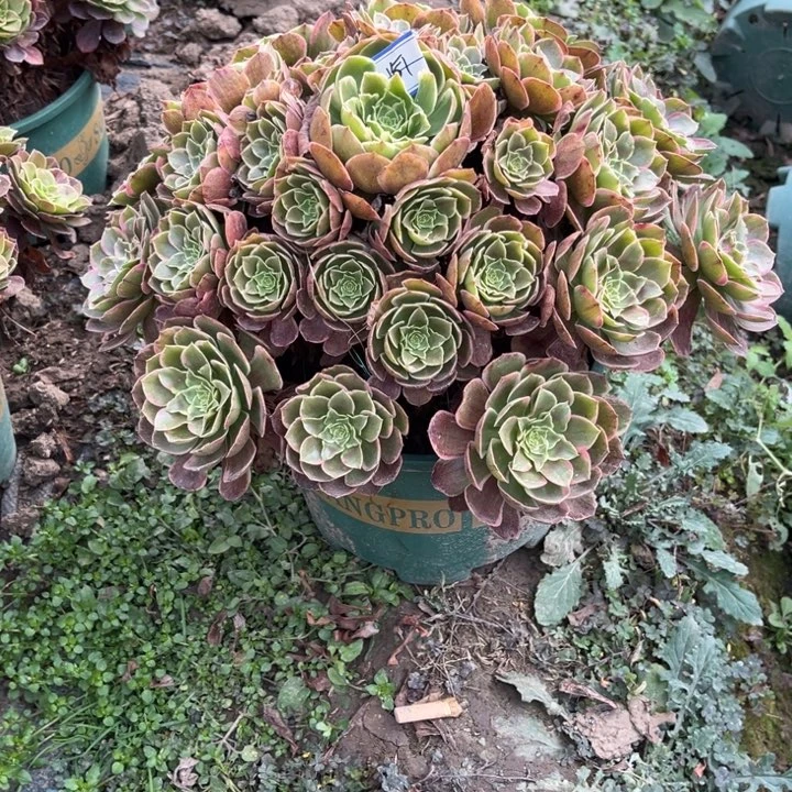 ****丹151粉花妖多少植物的事