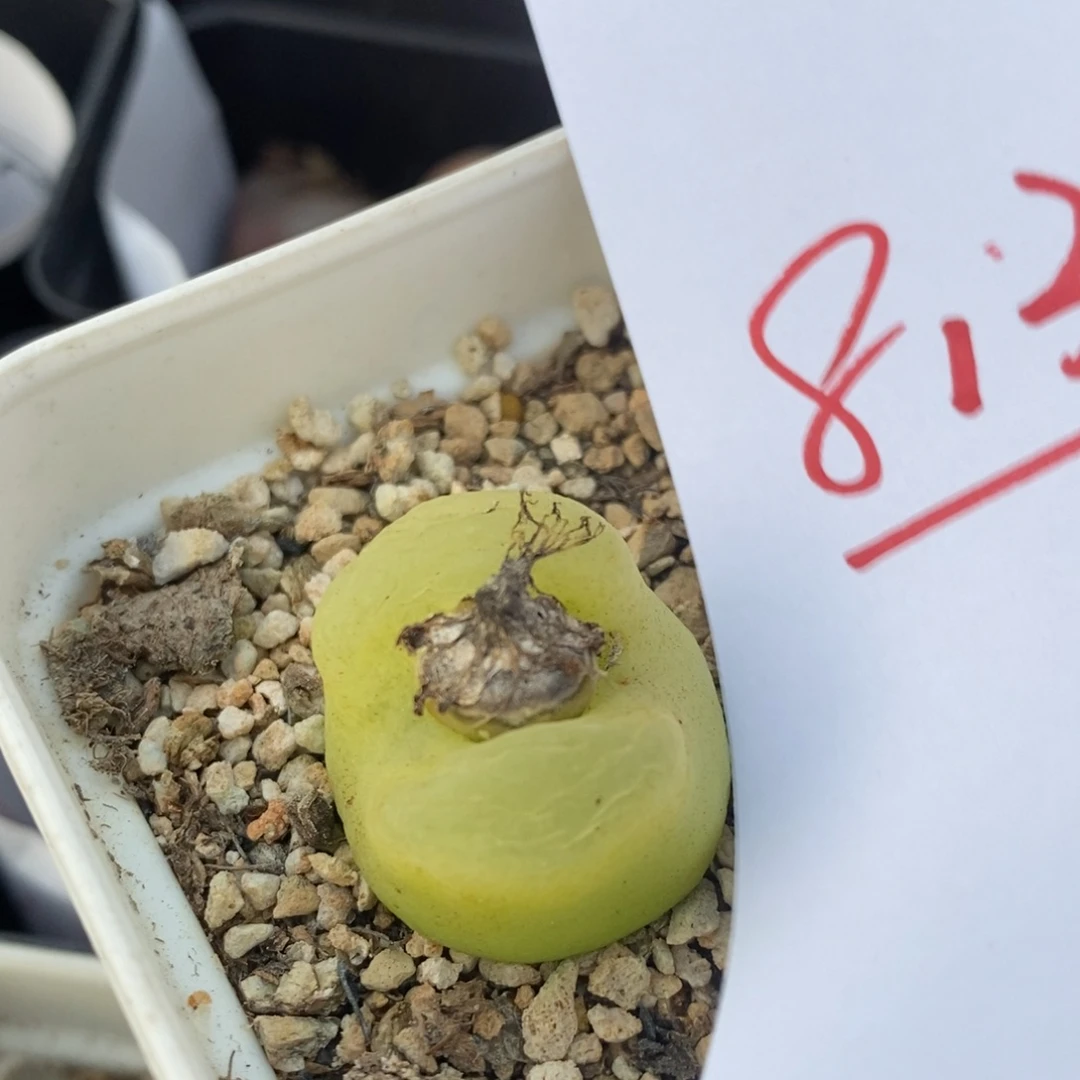 8132一个一个一个